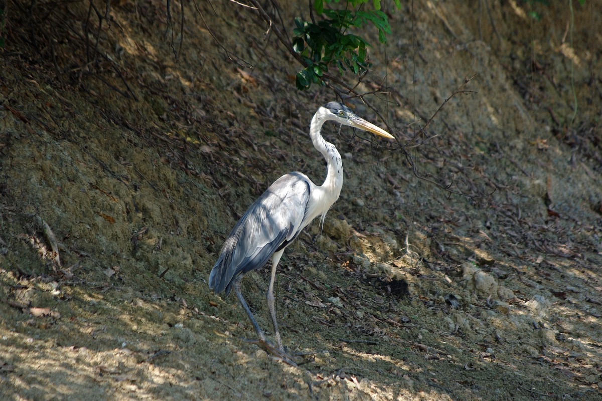 IMG_0380