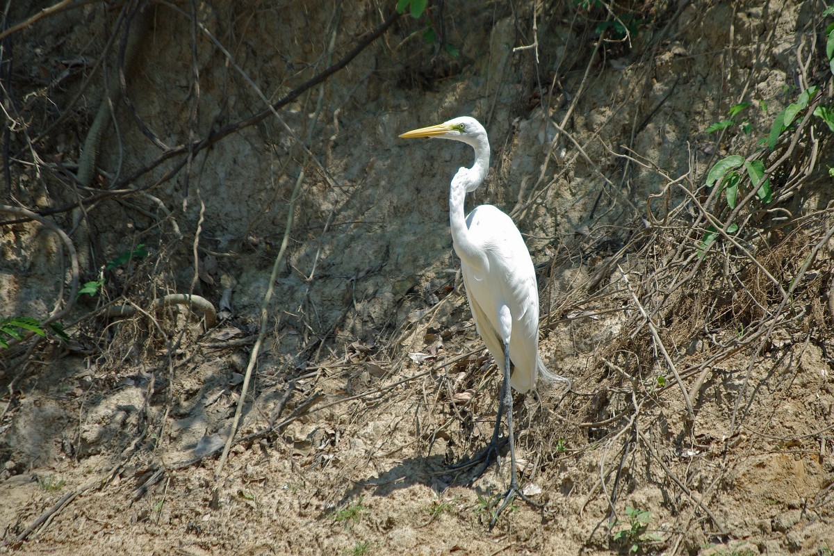 IMG_0390