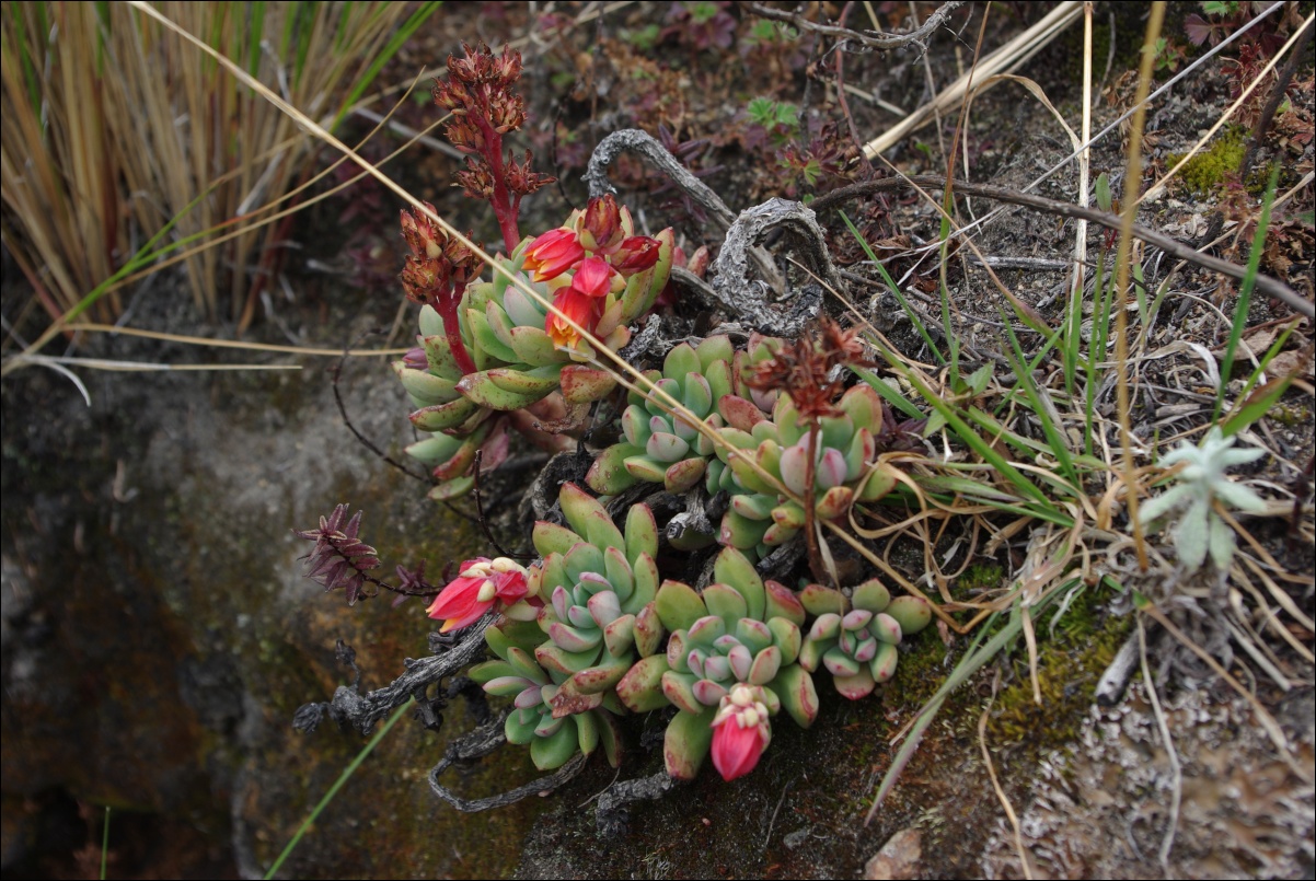 02420 02420 Quilotoa