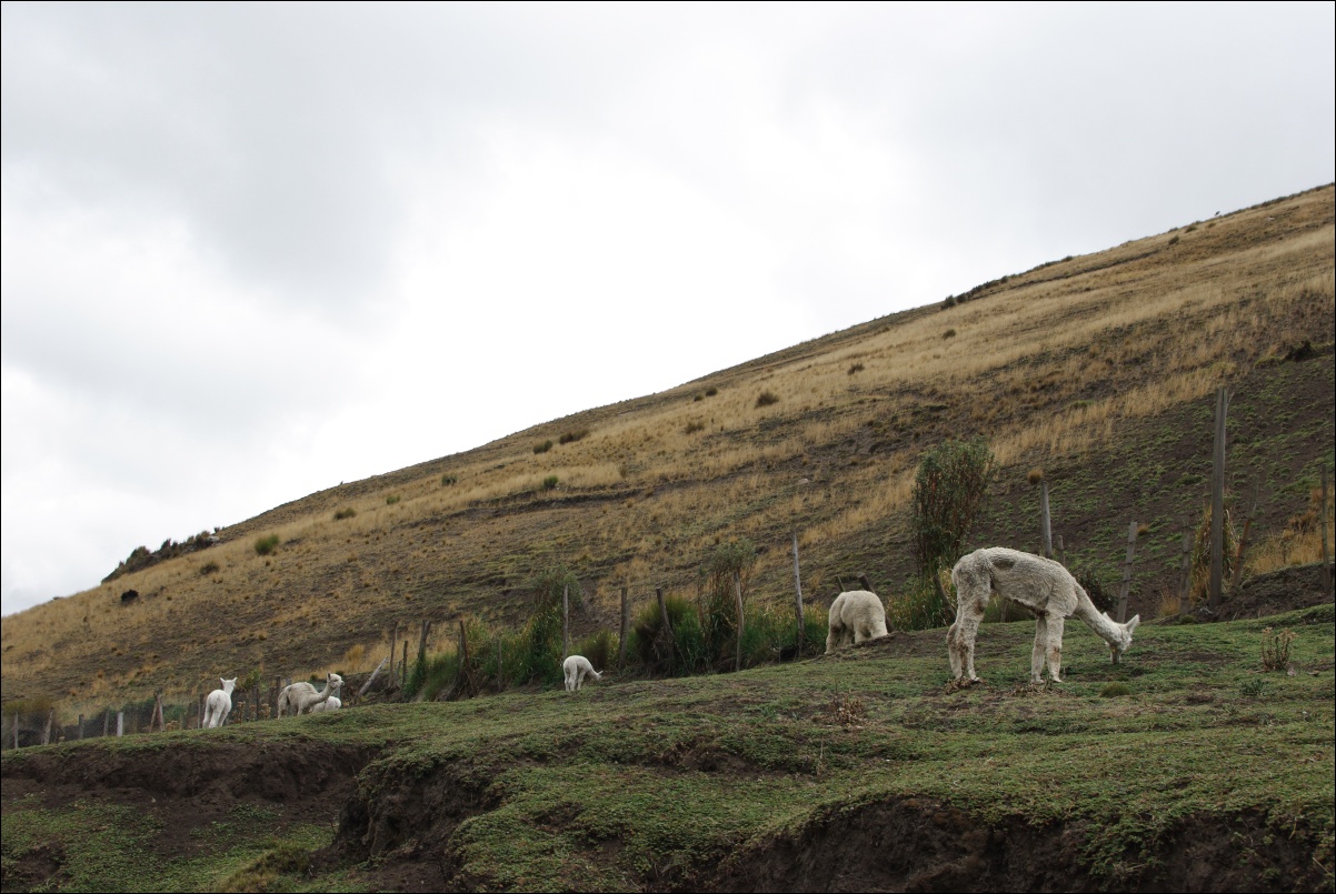 04360 04360 Riobamba, Chimborazo