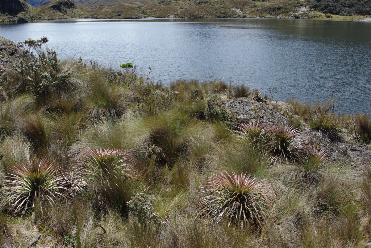 07830 07830 Cuenca, NP Cajas