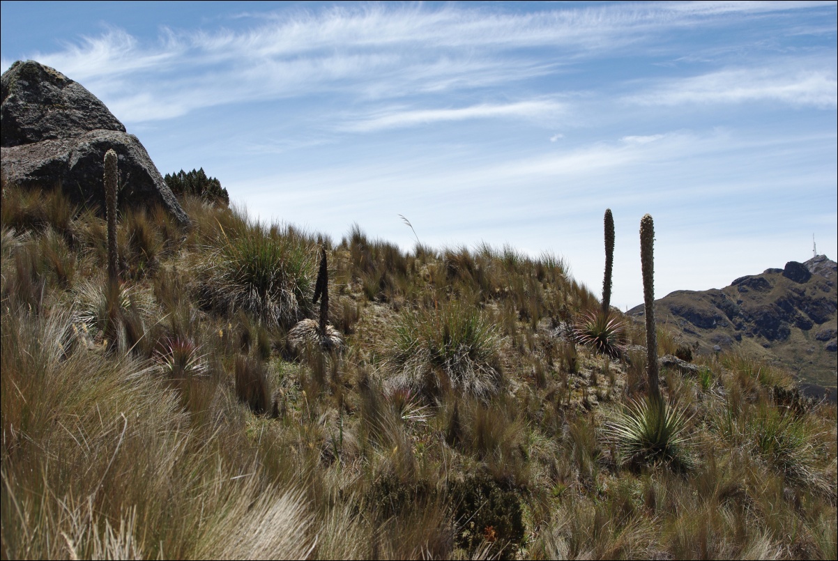 08000 08000 Cuenca, NP Cajas