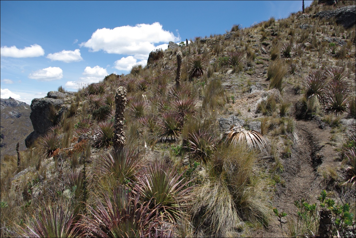 08230 08230 Cuenca, NP Cajas