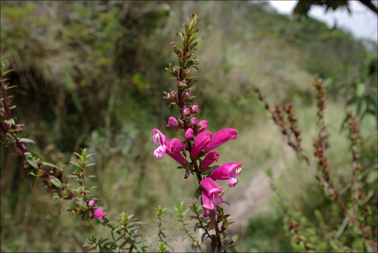 13810 13810 Otavalo, Laguna Cuicocha
