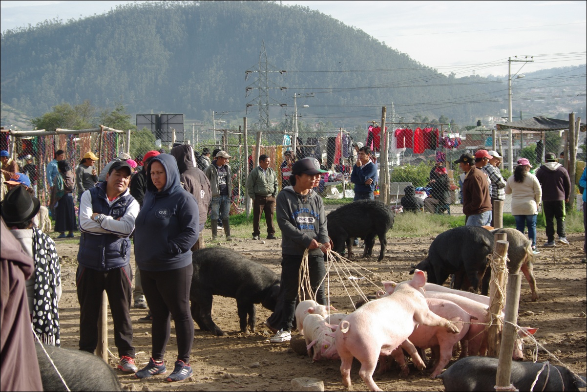 15000 15000 Otavalo