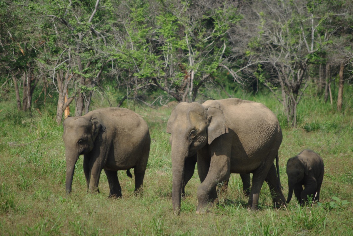 01520 0125 Okoli Dambuly, NP Kaudulla