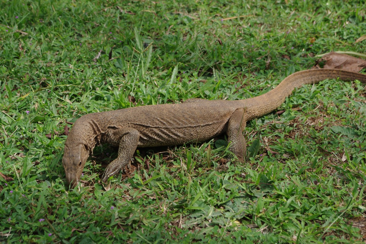 02850 0288 Sigiriya