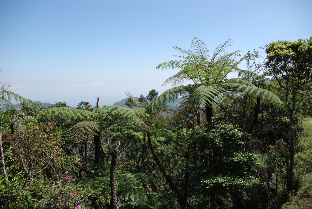 07080 0651 Nuwara Eliya, vylet na Horton Plains