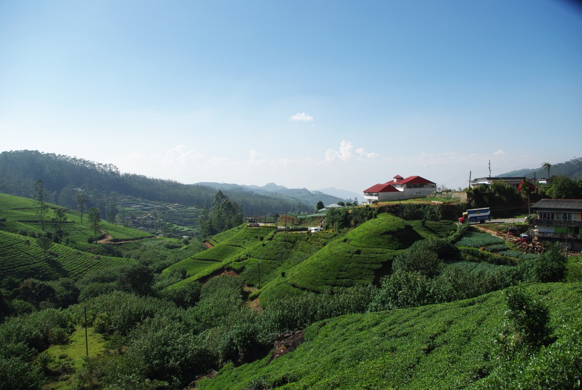 07130 0658 Nuwara Eliya, vylet na cajove plantaze