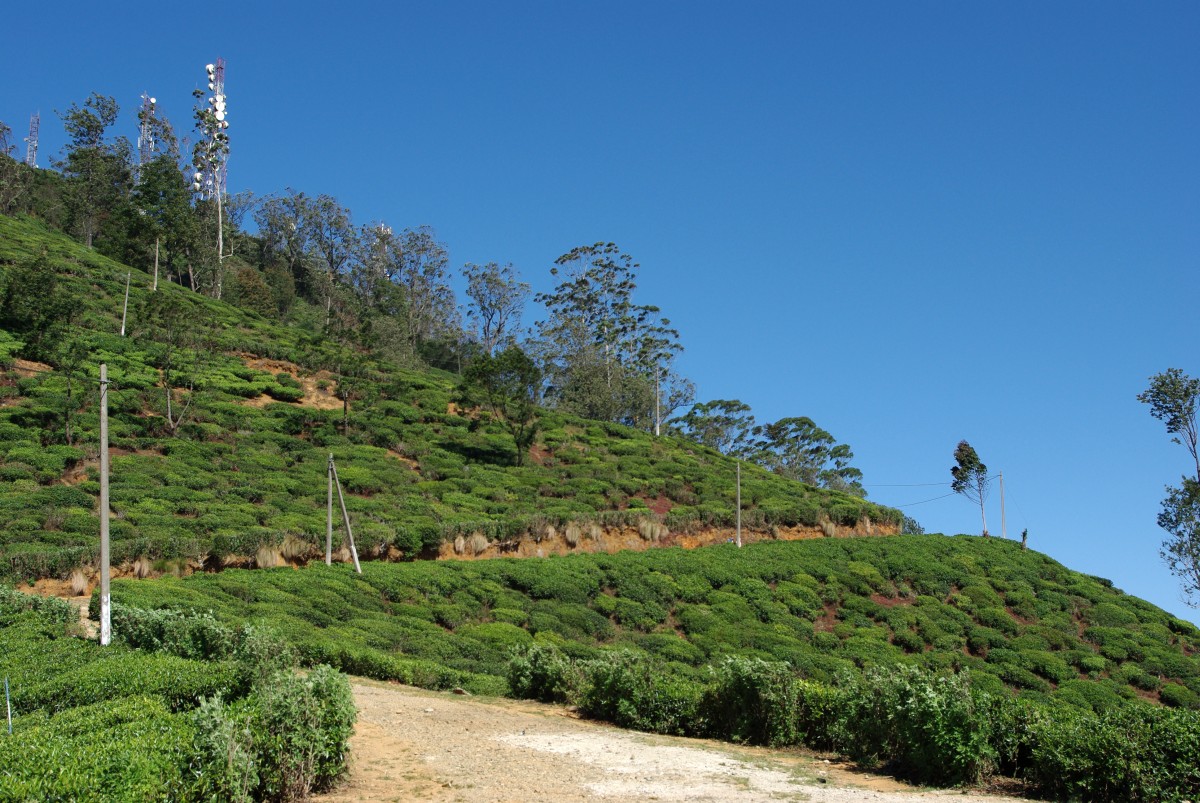 07400 0693 Nuwara Eliya, vylet Single Tree Mountain - Shantfipura