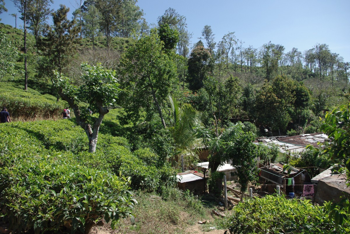 09280 0856 Ella, vylet la Little Adams Peak a cajove plantaze