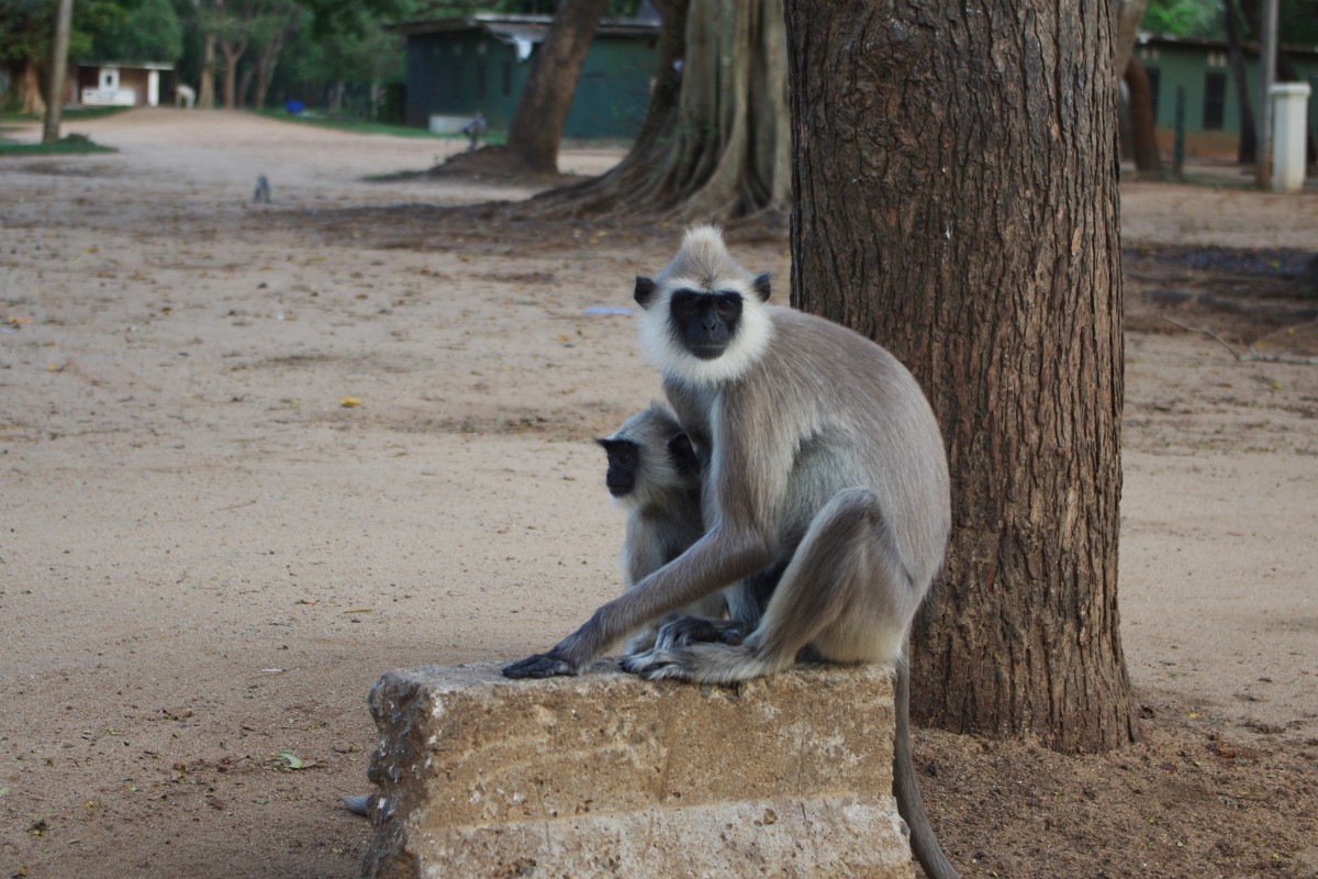 11670 1138 Kataragama