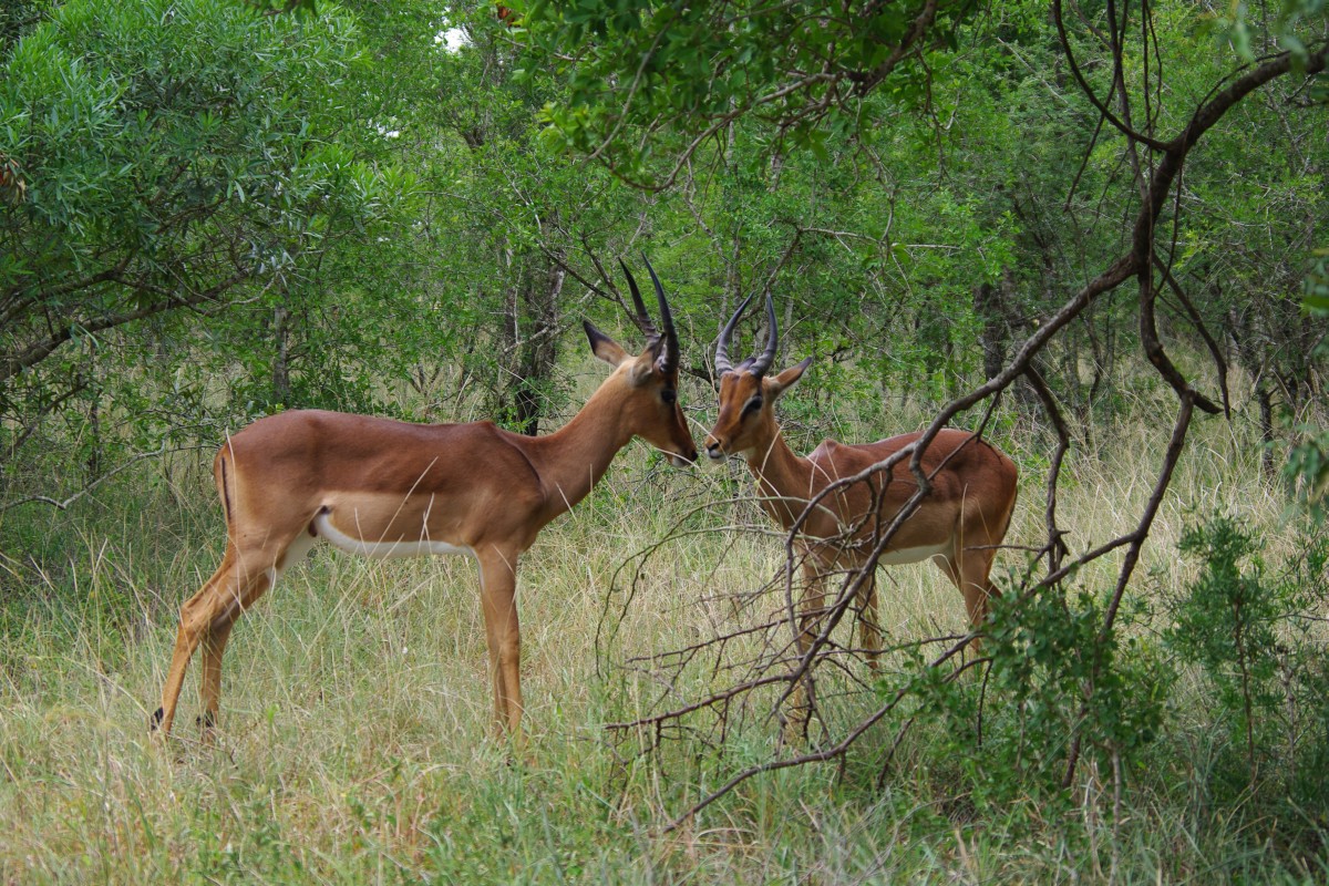 07440 200201_025 Hluhluwe-iMfolosi Park