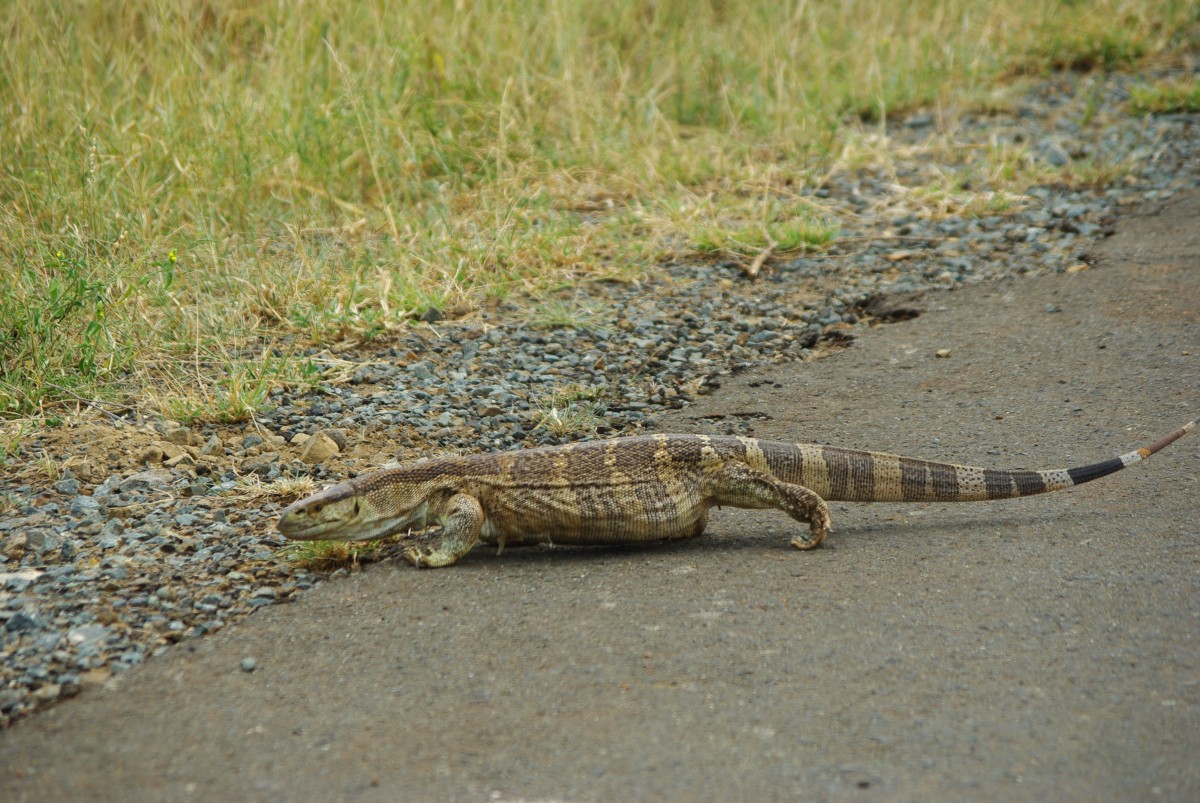 07750 200201_056 Hluhluwe-iMfolosi Park