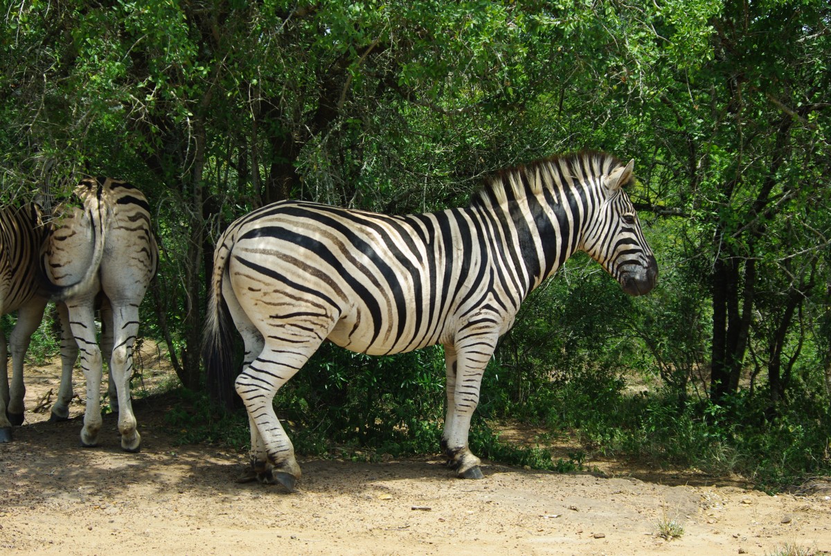 07760 200201_057 Hluhluwe-iMfolosi Park