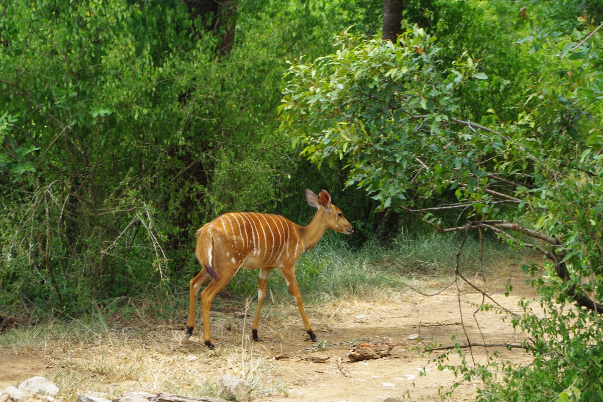 07930 200201_074 Hluhluwe-iMfolosi Park