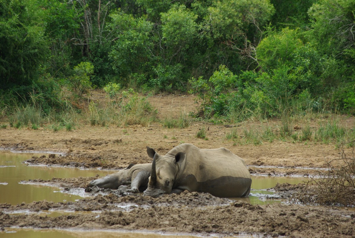 07960 200201_077 Hluhluwe-iMfolosi Park