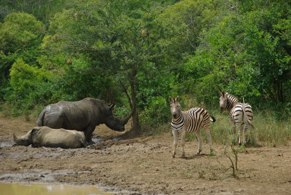 08040 200201_085 Hluhluwe-iMfolosi Park