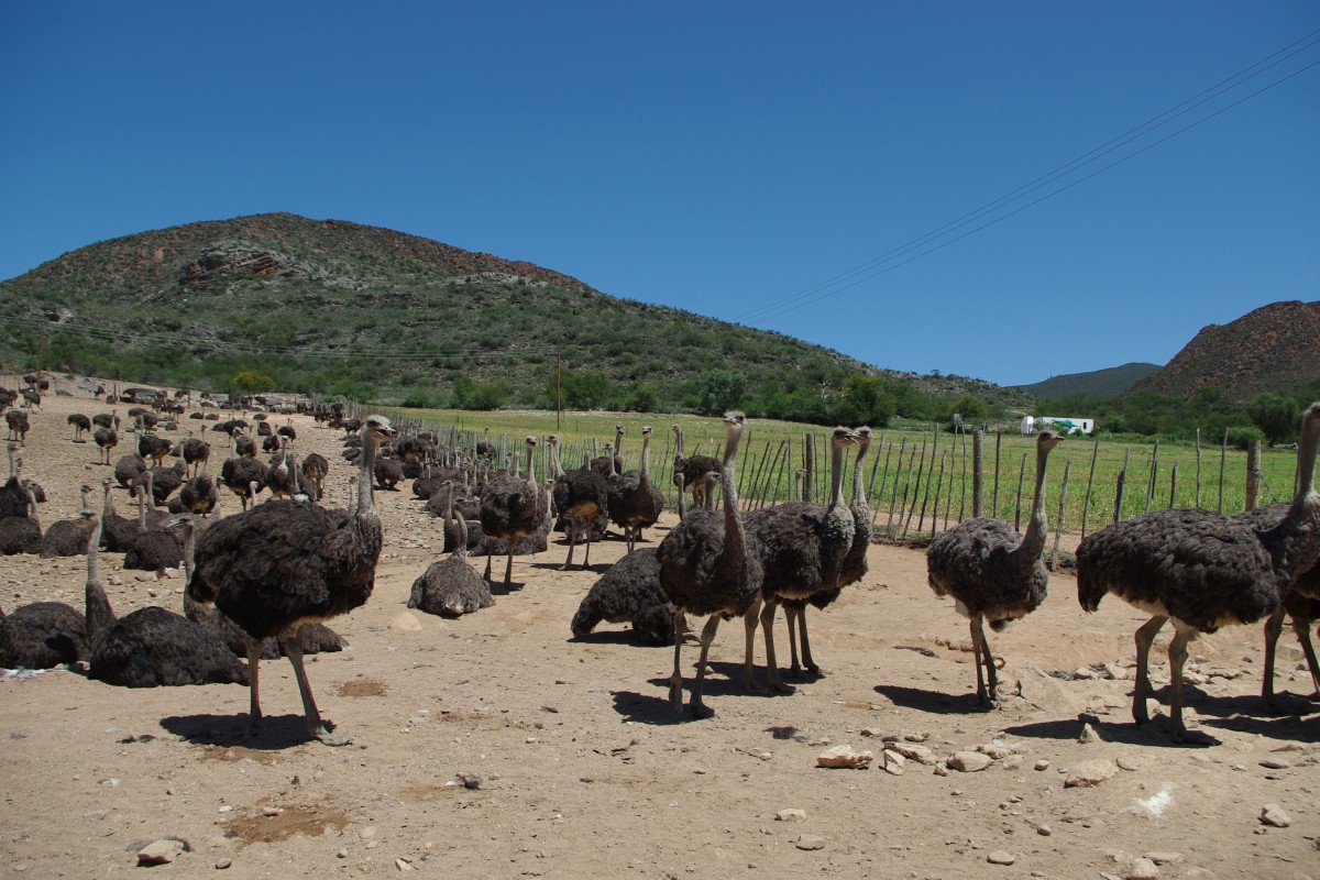 18400 200212_071 Oudtshoorn, pstrosi farmy